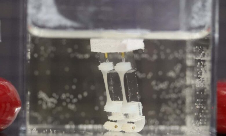 Watch a robot with living muscles walk through water